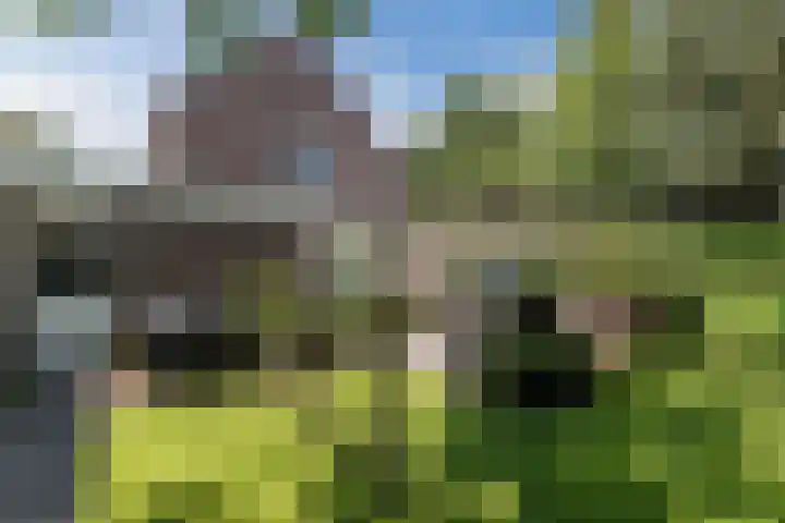 Hoefblad 44 Hapert thumbnail 38
