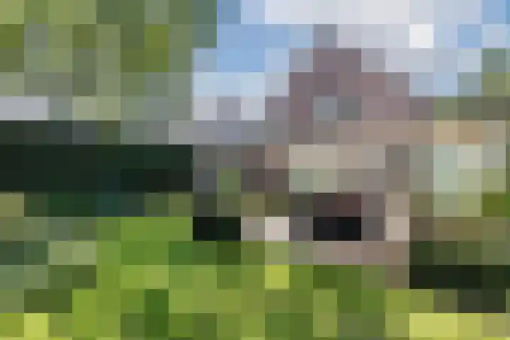 Hoefblad 44 Hapert thumbnail 39