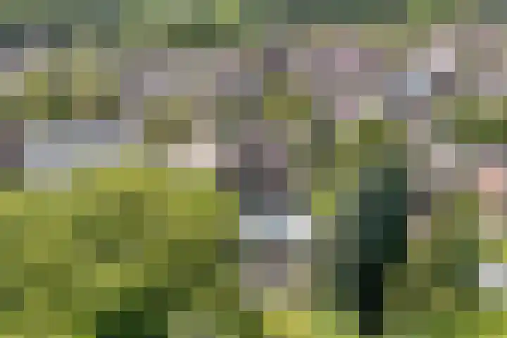 Hoefblad 44 Hapert thumbnail 43