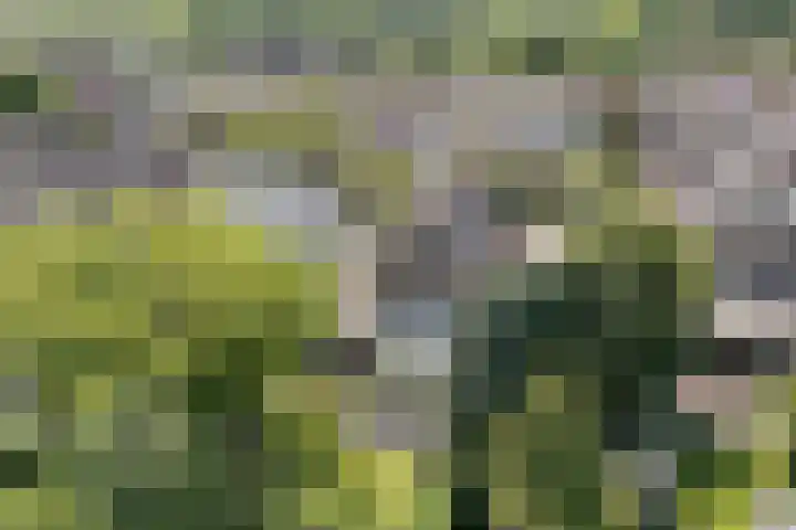 Hoefblad 44 Hapert thumbnail 44