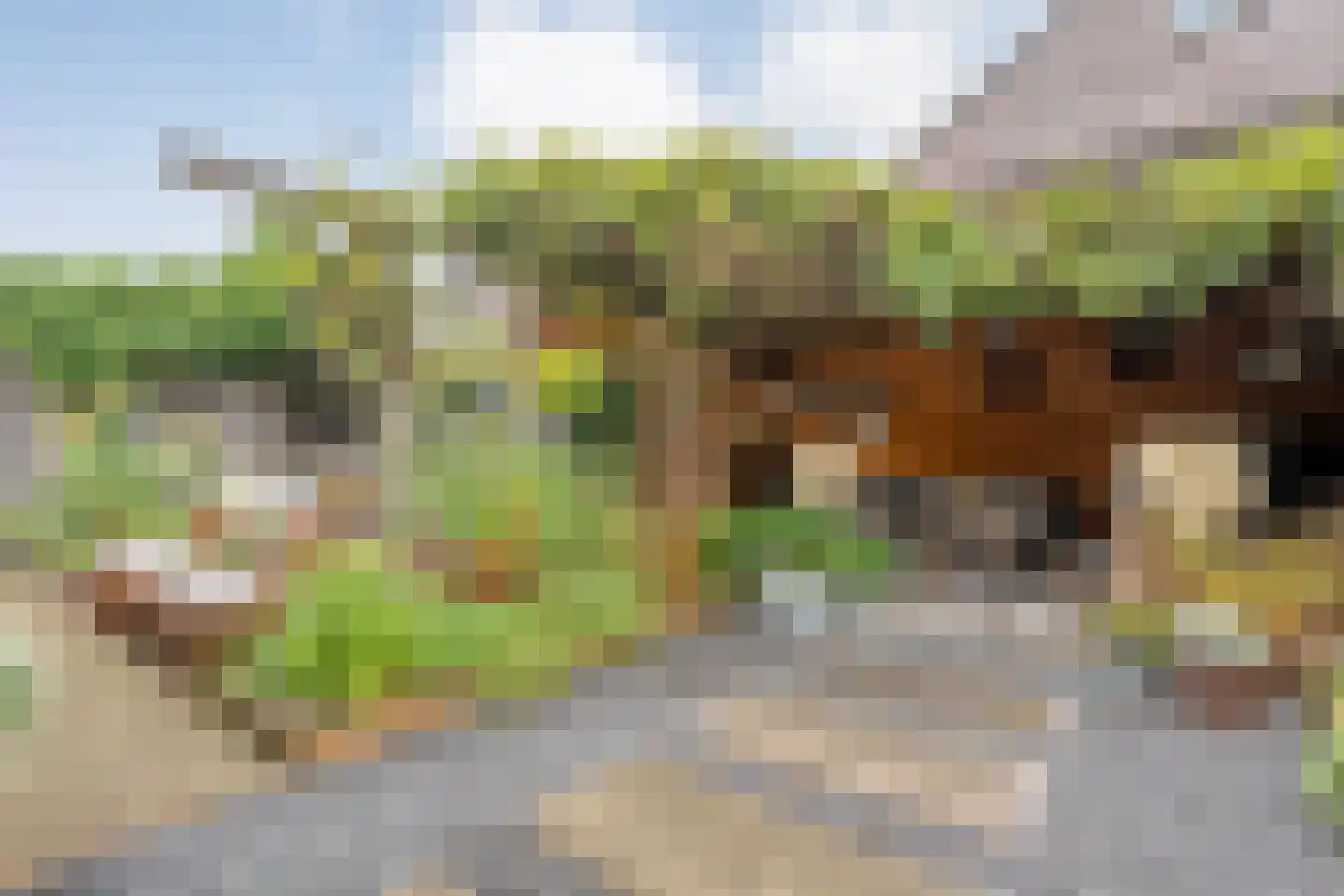 Hoefblad 44 Nieuwleusen thumbnail 52