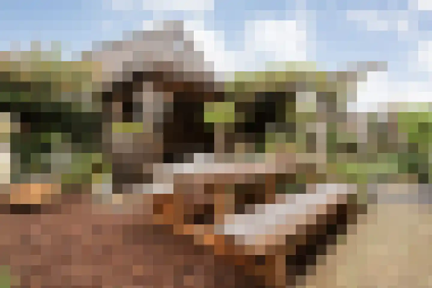 Hoefblad 44 Nieuwleusen thumbnail 58