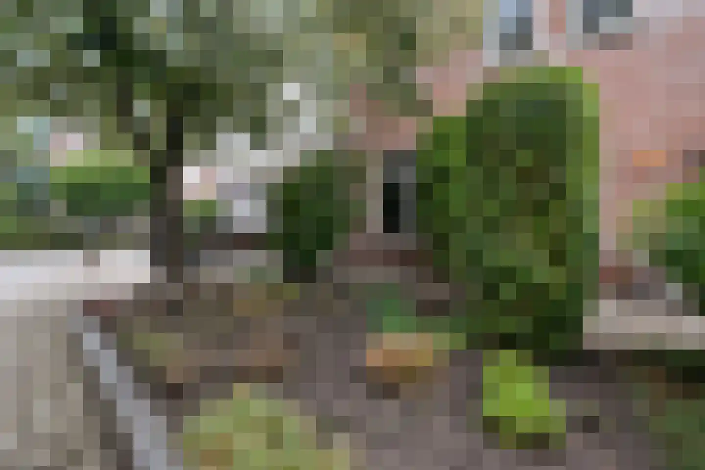 Hoefblad 44 Nieuwleusen thumbnail 67