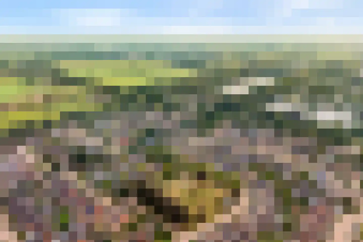 Hoefblad 44 Nieuwleusen thumbnail 71