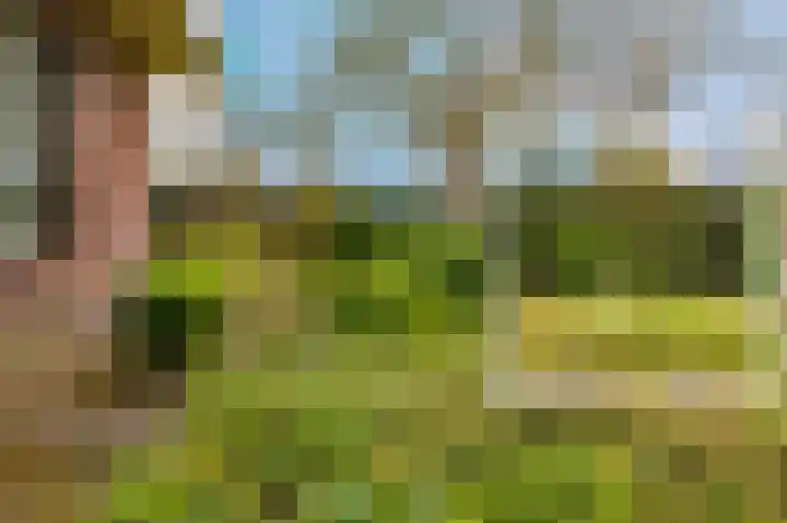 Hoefblad 7 Heerenveen thumbnail 57