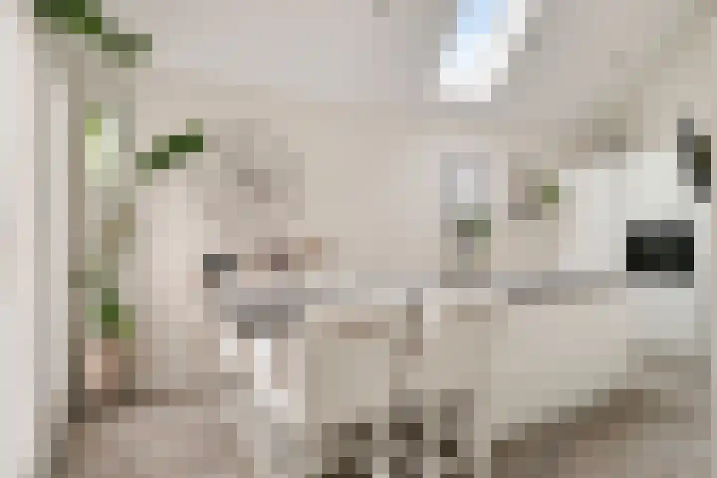Hoefblad 78 Best thumbnail 12