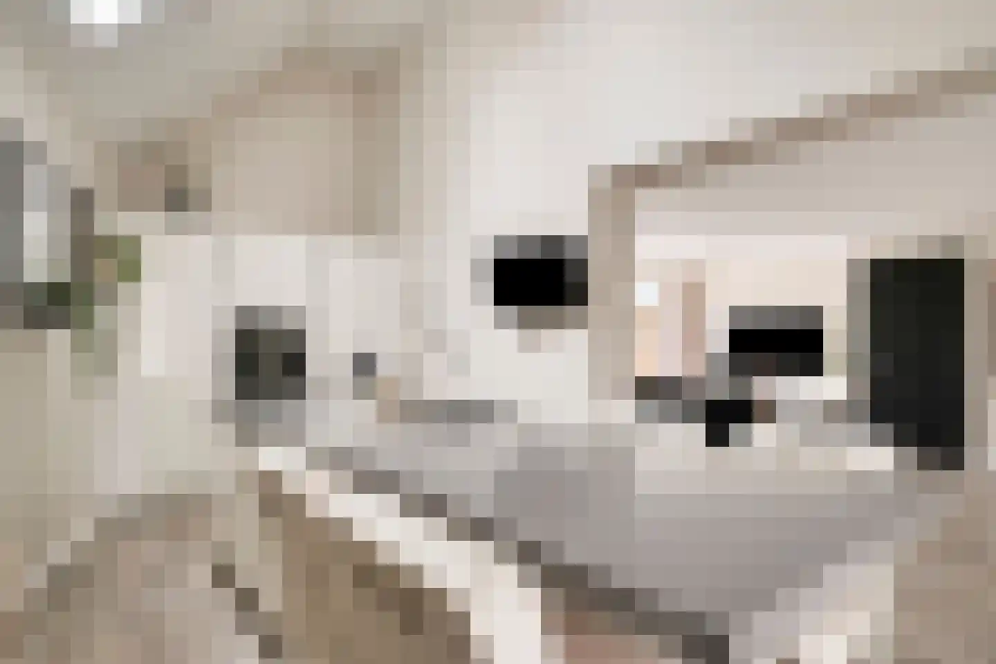 Hoefblad 78 Best thumbnail 13