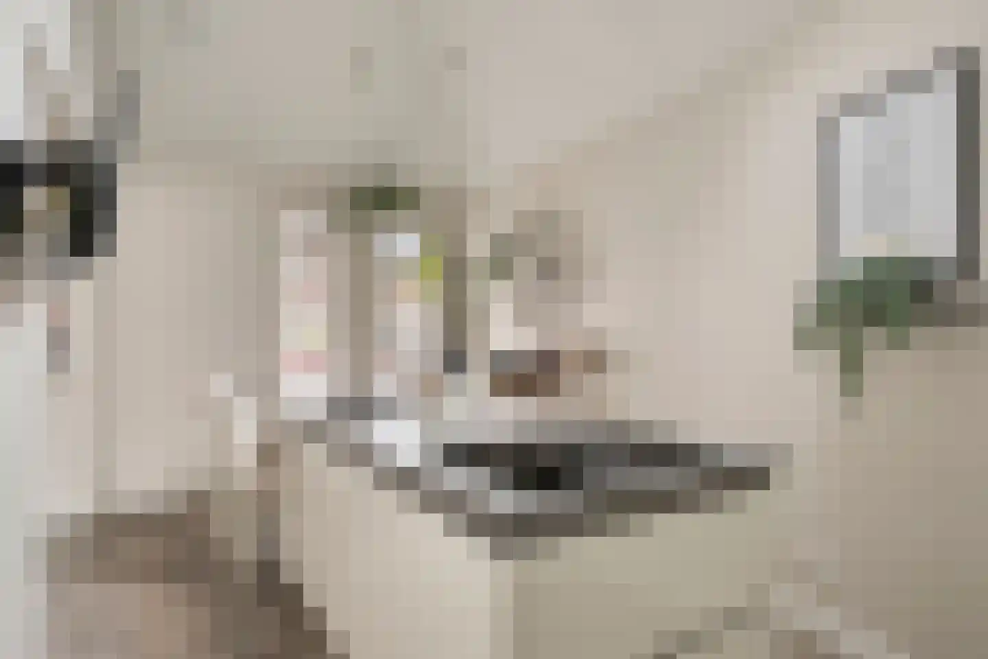 Hoefblad 78 Best thumbnail 14