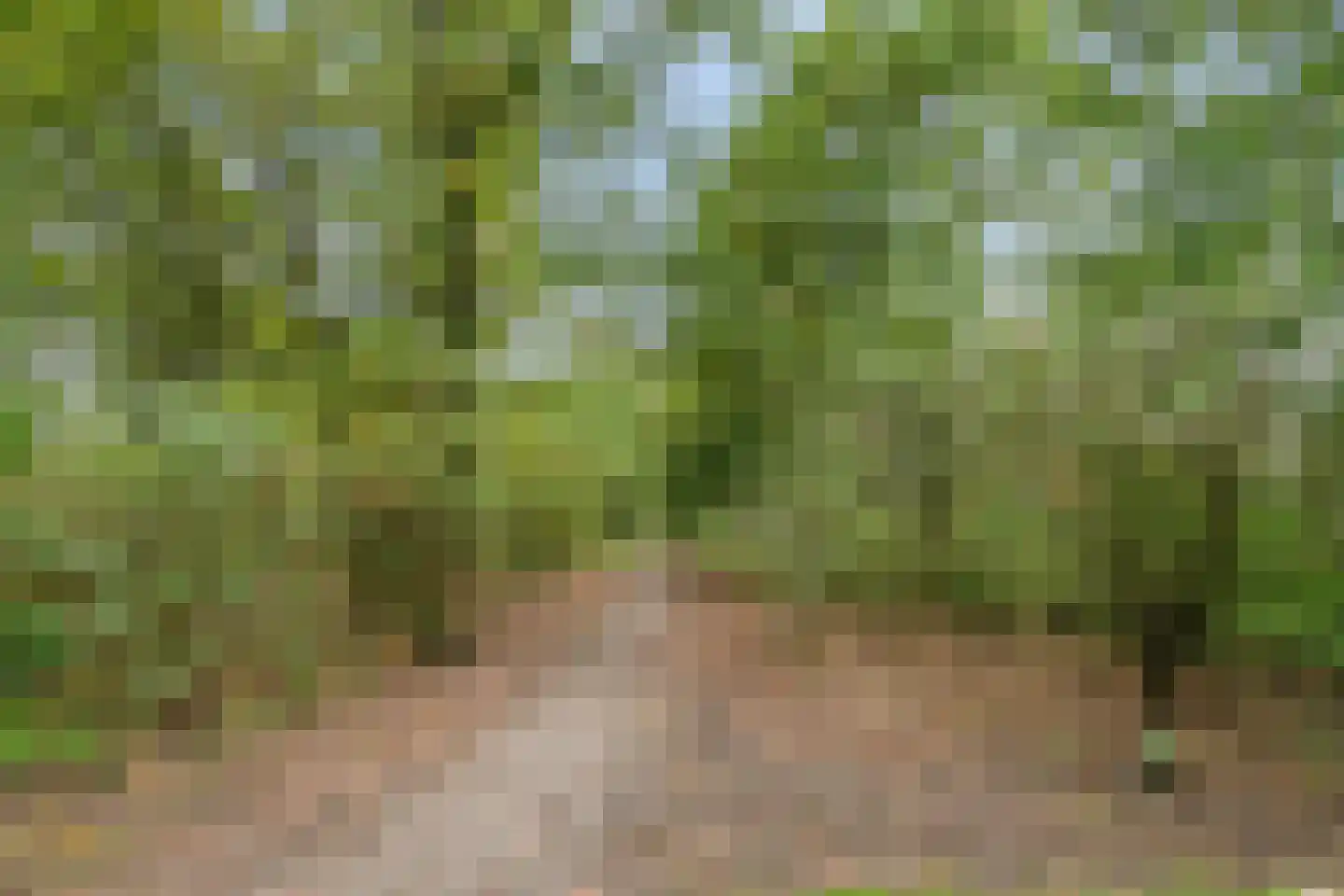 Hoefblad 78 Best thumbnail 40