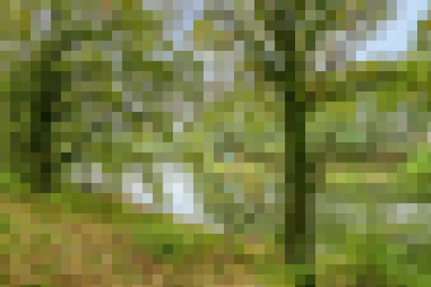 Hoefblad 78 Best thumbnail 41
