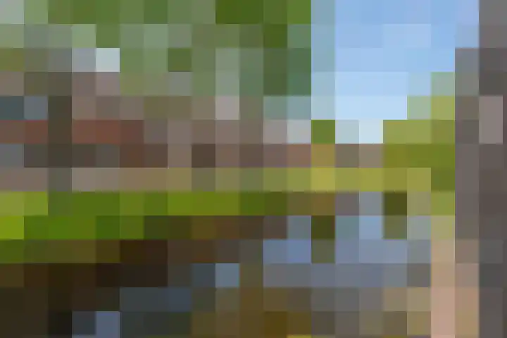 Hoefblad 91 Rijnsburg thumbnail 30