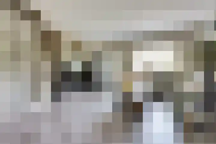 Hoefblad 99 Zwaag thumbnail 10