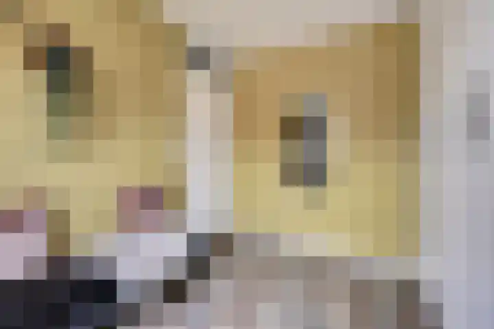 Hoefblad 99 Zwaag thumbnail 21