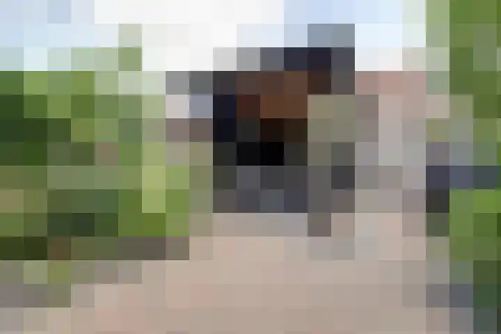 Hoefblad 99 Zwaag thumbnail 28