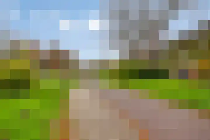 Hoefbladmeen 25 Harderwijk thumbnail 42