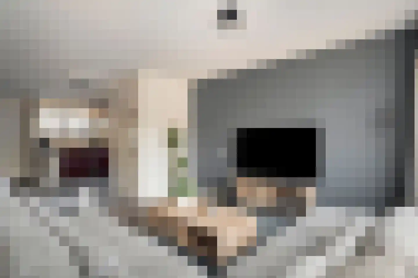 Hoefbladmeen 45 Harderwijk thumbnail 12