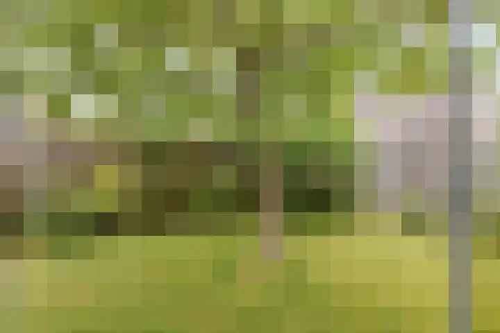 Hoefijzer 24 Noordwelle thumbnail 12