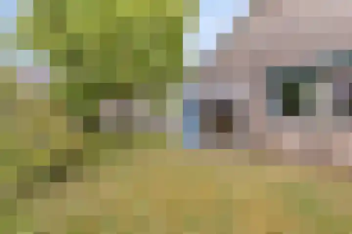 Hoefijzer 24 Noordwelle thumbnail 15
