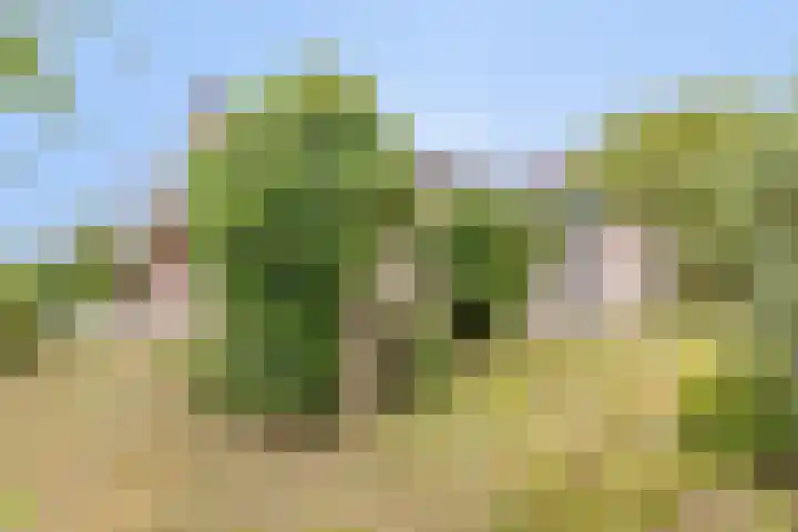 Hoefijzer 24 Noordwelle thumbnail 19