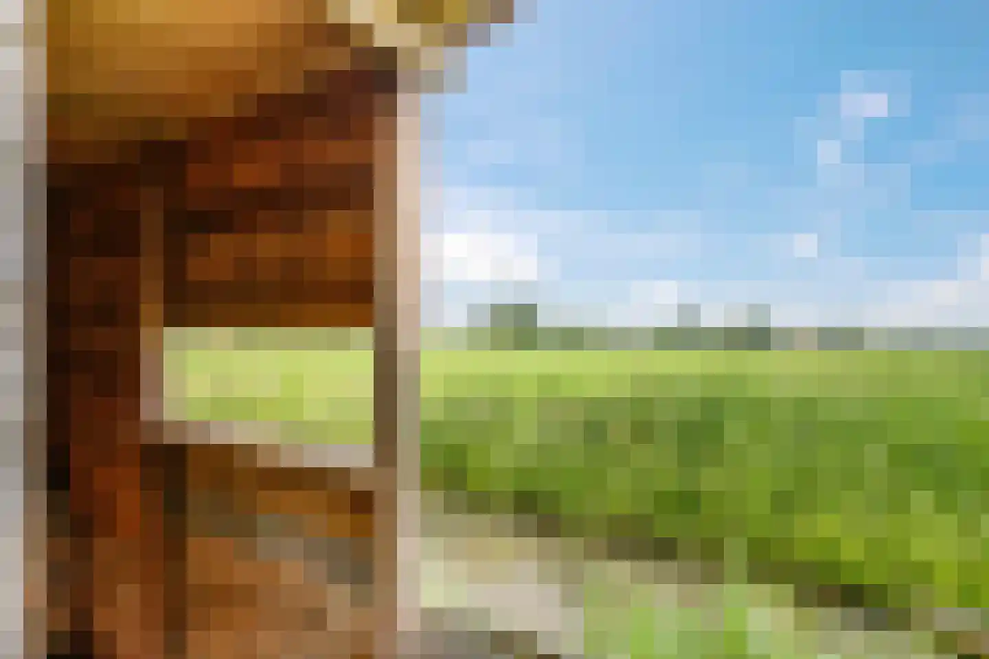 Hoefijzer 5 Hasselt thumbnail 12