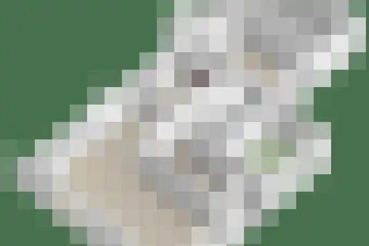 Hoefijzer 5 Noordwelle thumbnail 33