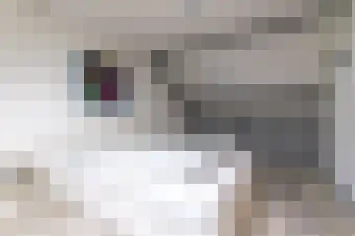 Hoefijzer 54 Zwaag thumbnail 37