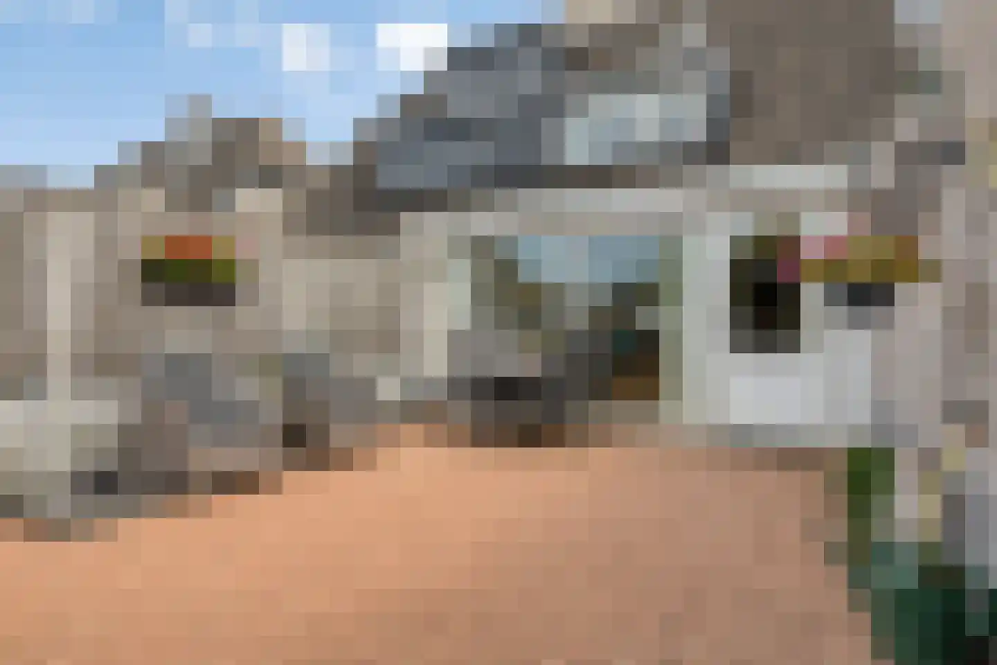 Hoefijzer 6 Bergen op Zoom thumbnail 38