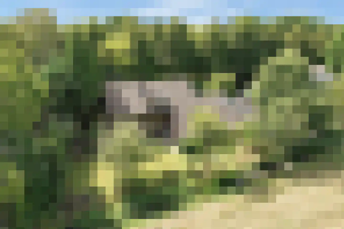 Hoefijzer 70 Loenen aan de Vecht thumbnail 32