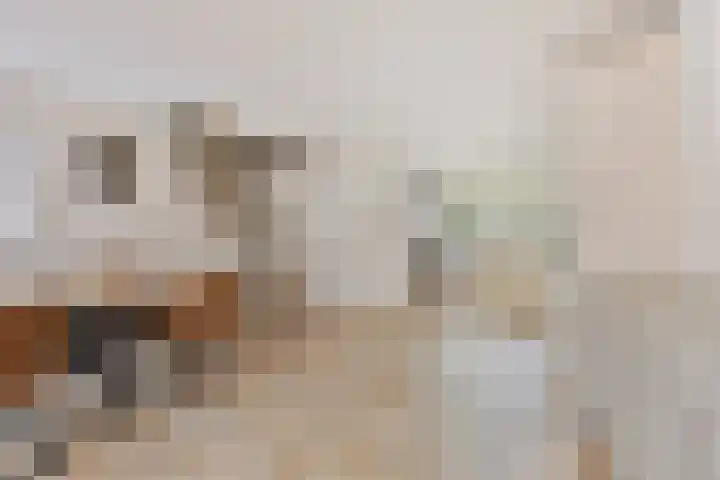 Hoefijzer 76 Zwaag thumbnail 16