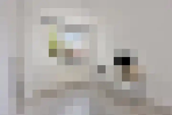Hoefijzer 76 Zwaag thumbnail 31