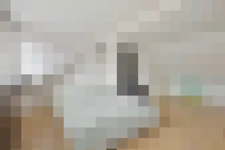 Hoefijzer 76 Zwaag thumbnail 38
