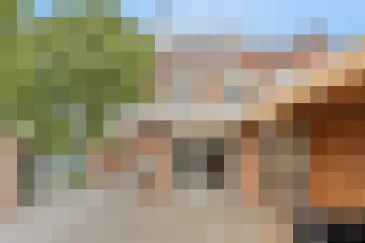 Hoefijzer 76 Zwaag thumbnail 47