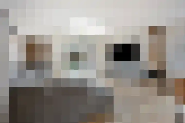 Hoefijzer 76 Zwaag thumbnail 9