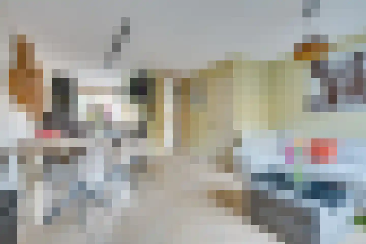 Hoefijzer 92 Zwaag thumbnail 13