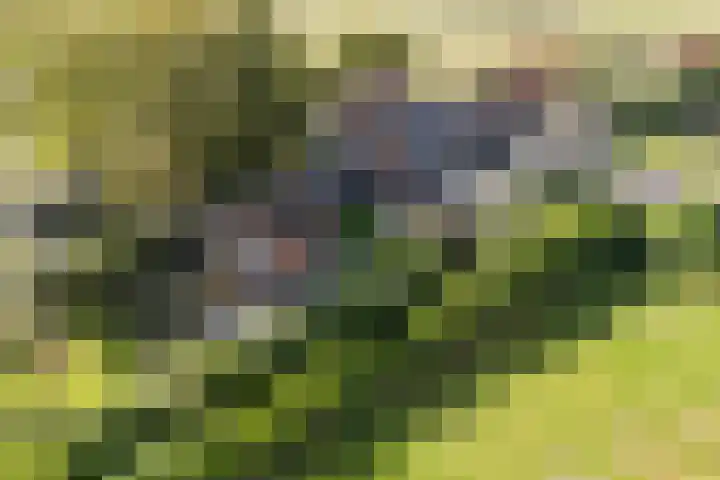 Hoefkensdijk 14 Kuitaart thumbnail 43