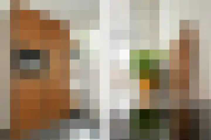 Hoefkestraat 11 A Eindhoven thumbnail 17