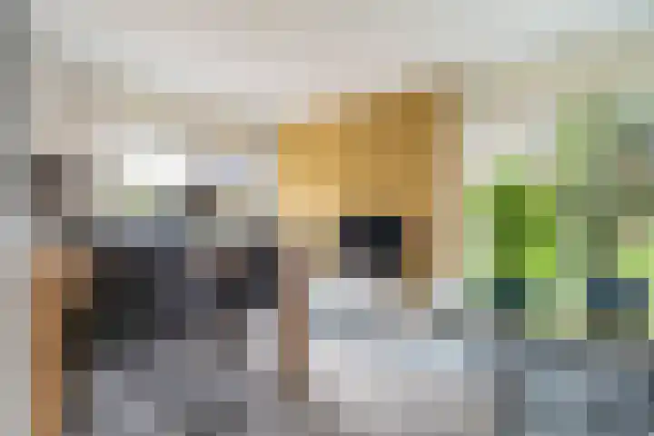 Hoefsmederij 24 Delfzijl thumbnail 4