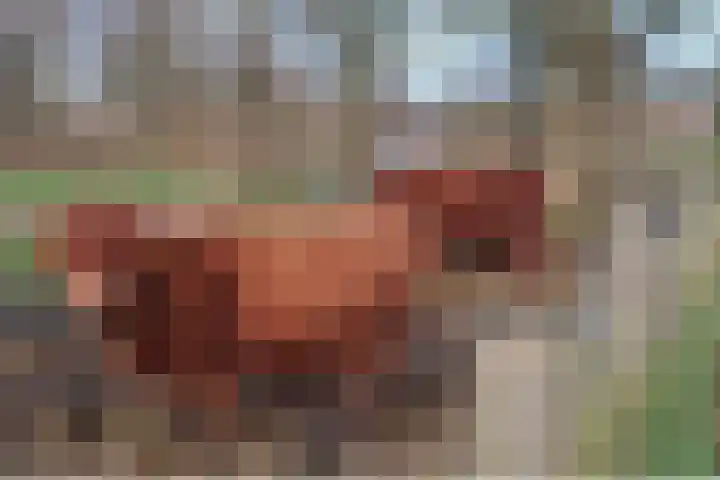 Hoefsmederij 24 Delfzijl thumbnail 62
