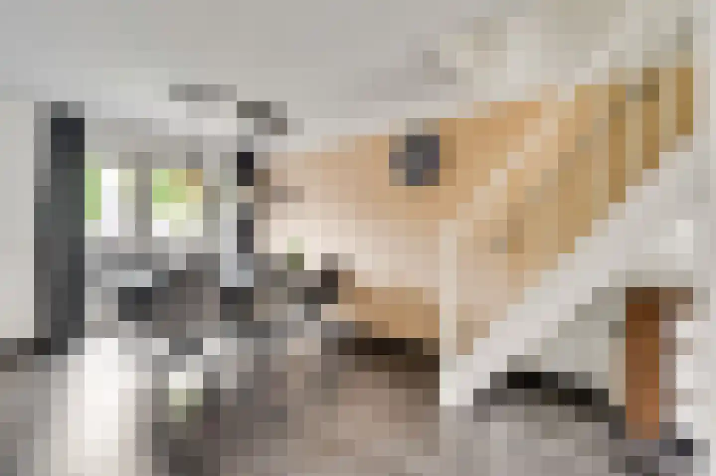 Hoefstraat 12 Horn thumbnail 11