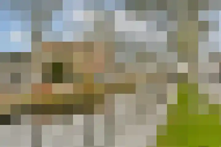 Hoefweg 69 Bleiswijk thumbnail 35