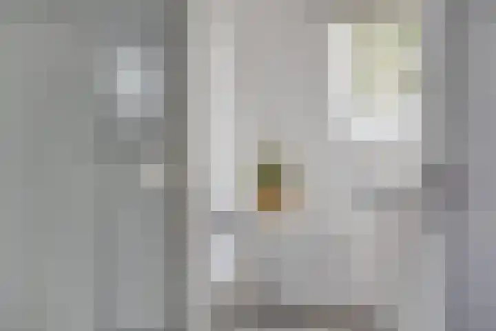 Hoek van de Dijk 15 Zaamslag thumbnail 17