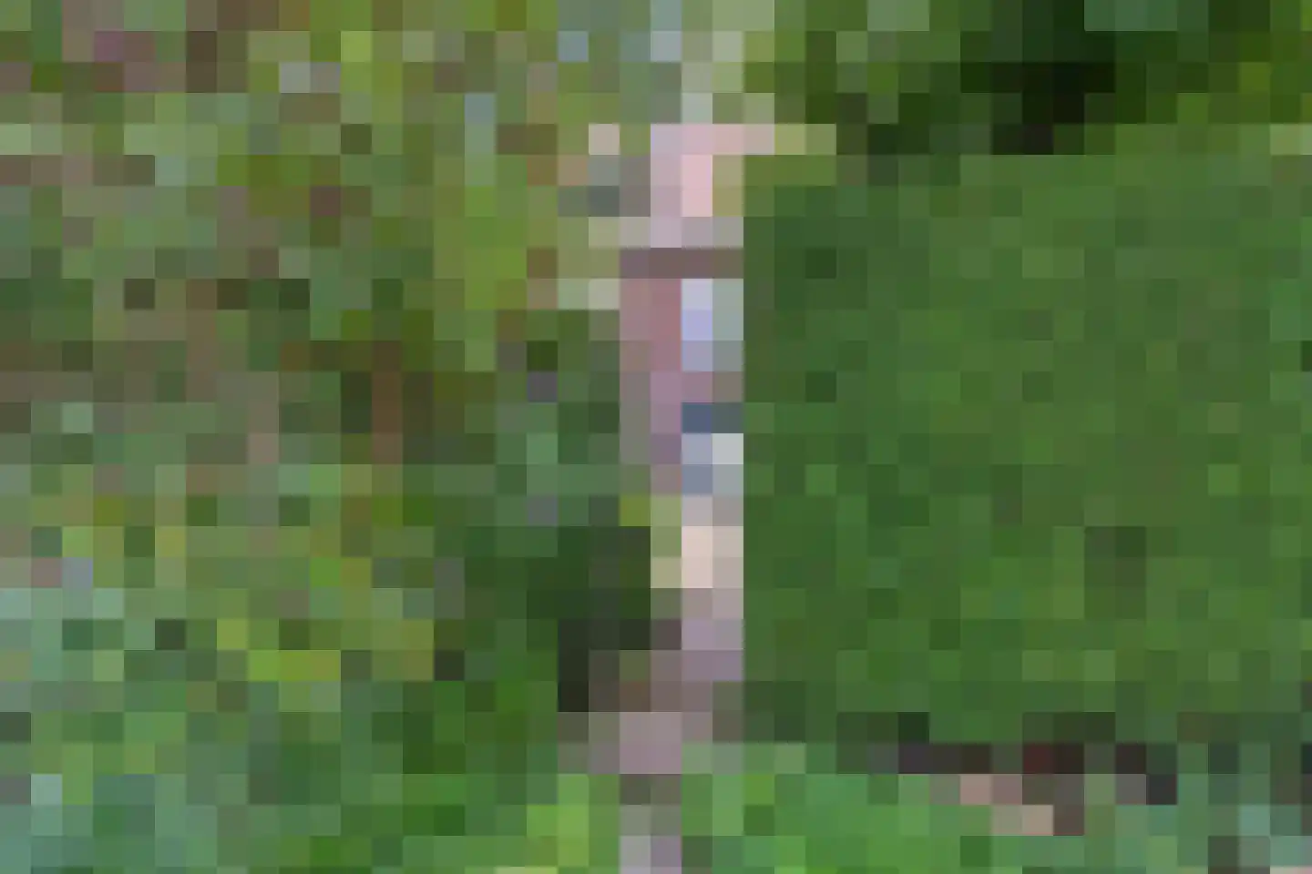 Hoekeindseweg 35 Bleiswijk thumbnail 67