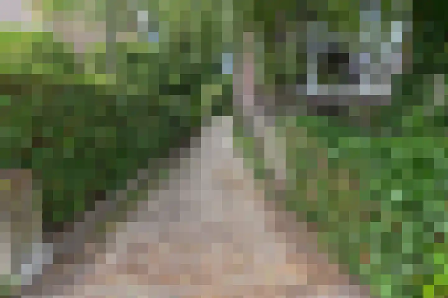 Hoekeindseweg 35 Bleiswijk thumbnail 68