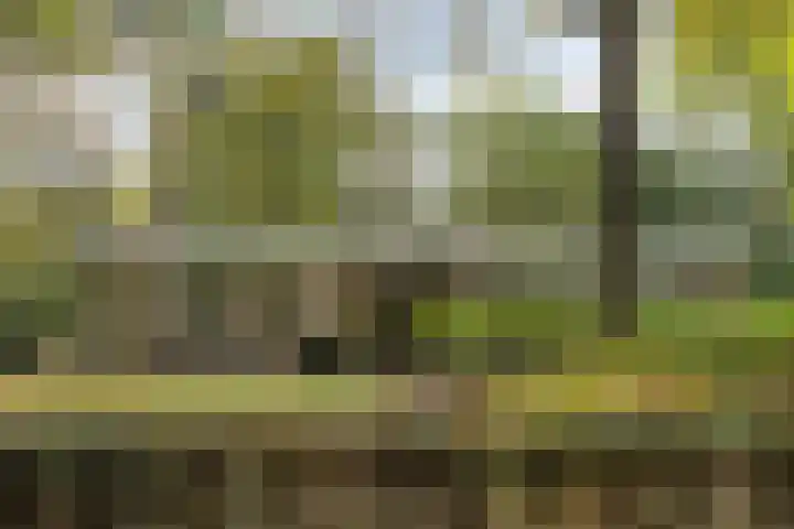 Hoekendaal 9 Bakel thumbnail 7