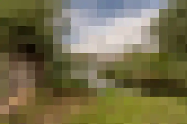 Hoeksedijk 43 Maasdam thumbnail 39