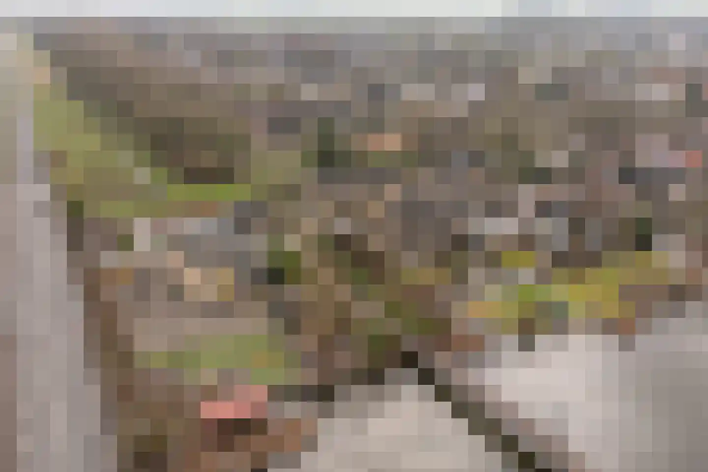 Hoeksedijk 49 Maasdam thumbnail 38