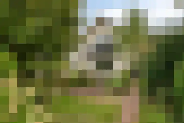 Hoeksedijk 9 Maasdam