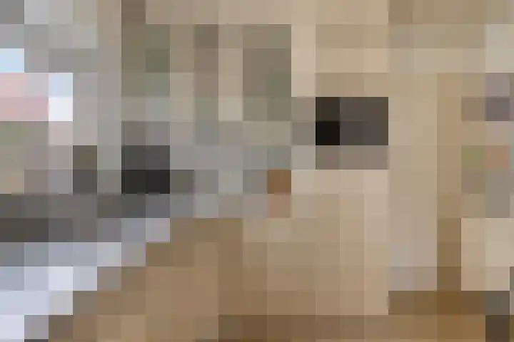 Hoeksedijk 9 Maasdam thumbnail 16