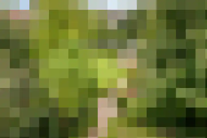 Hoeksedijk 9 Maasdam thumbnail 27