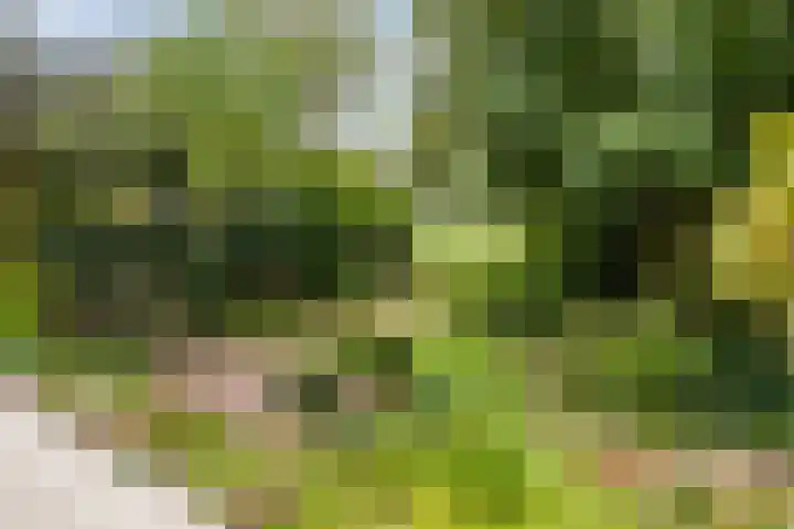 Hoeksedijk 9 Maasdam thumbnail 43